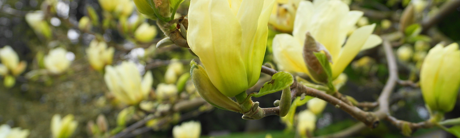 Magnolia Brooklynensis Yelow River Drevesnica Tivan